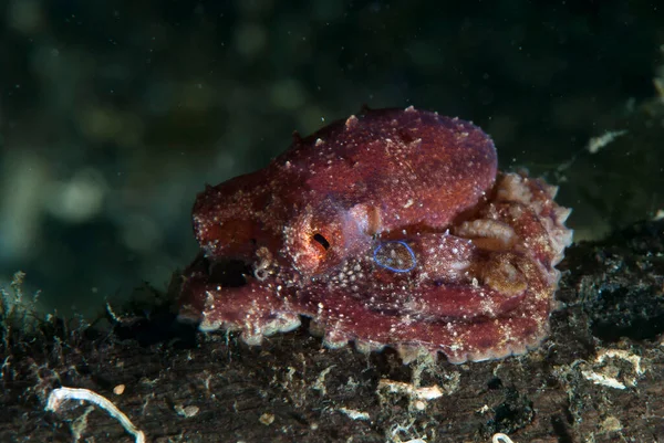 Mototi Octopus Octopus mototi