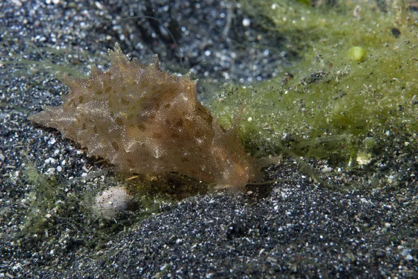 Aplysia oculifera Deniz Tavşanı