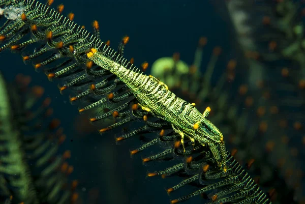 Yorumsal karidesler Crinoidlerin içinde oldukça yaygındır. Renk desenleri yüzünden fark edilmesi çok zordur. Ev sahiplerinin rengini taklit ederler..