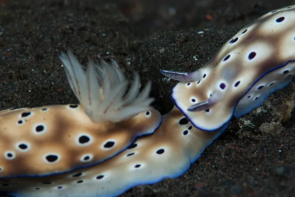 Hypselodoris tryoni Çıplak Endonezya