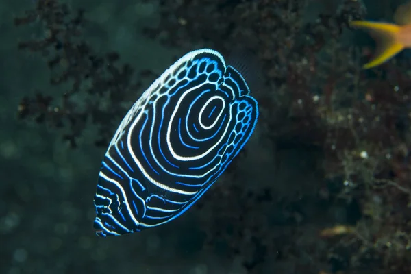 Juveniles of many fish are substantially different from adults. In this case, the juvenile of Pomacanthus imperator shows a \