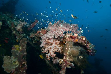 Tropikal Mercan Resifleri Su Altında Manzara
