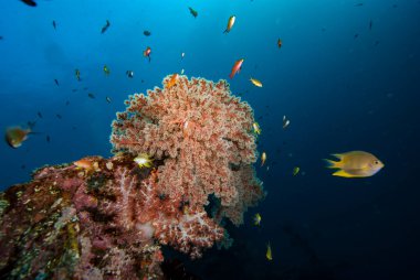 Tropikal Mercan Resifleri Su Altında Manzara