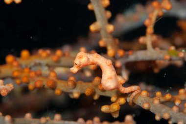 Denise Pygmy Seahorse Hippocampus denise clipart