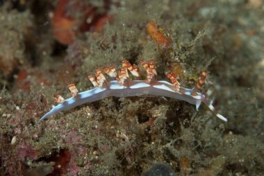 Flabellina bilas Çıplak Endonezya