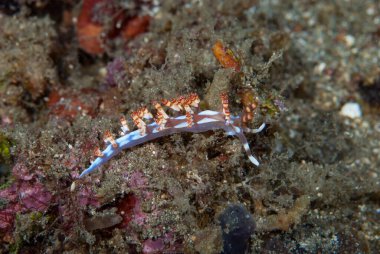 Flabellina bilas Çıplak Endonezya