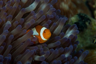  Batı Amphiprion Oktellaris