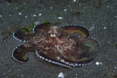 Hindistancevizi Ahtapotu (Amphioctopus marginatus) boş kabukları veya diğer konteynırları sığınak olarak kullanmasıyla bilinir..