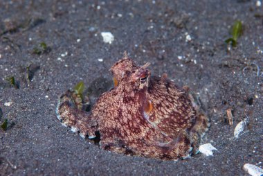 Lembeh, Endonezya 'dan uzun kollu ahtapot.