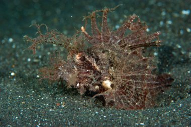 Ambon Akrep Balığı (Pteroidichthys amboinensis) bir alg kümesine benzer.