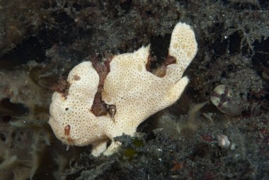 Kurbağa balığı kamuflaj sanatında ustalaştı. Boyalı kurbağa balıkları avlarının yeterince yaklaşmasını beklerken taklit yaparlar..