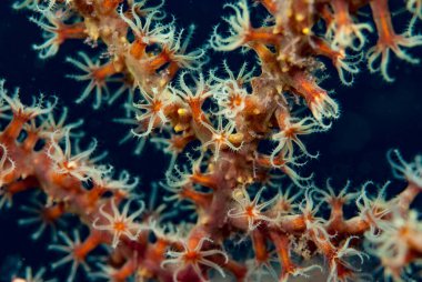 Genç iğneli mürekkep balığı Endonezya