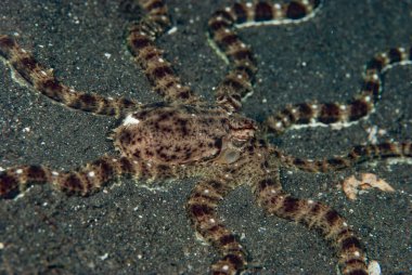 Taklit Ahtapot (Thaumoctopus mimimicus) neredeyse sadece siyah kum bölgelerinde yaşar.