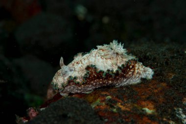 Glossodoris Cincta Çıplak Endonezya
