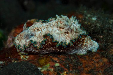 Glossodoris Cincta Çıplak Endonezya