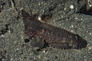 Dikenli Yaban Arısı Balığı (