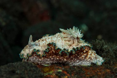 Glossodoris Cincta Çıplak Endonezya
