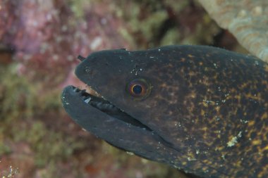 Dev Mooray Gymnothorax javanicus