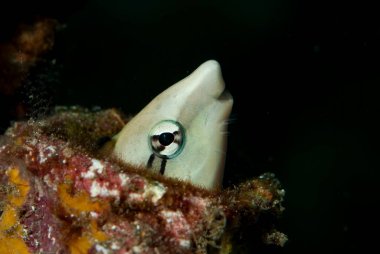 Lance Blenny Aspidontus  dussumieri