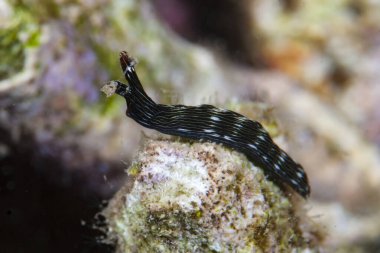 Deniz Sümüklüböceği Thuridilla Bayeri Endonezya