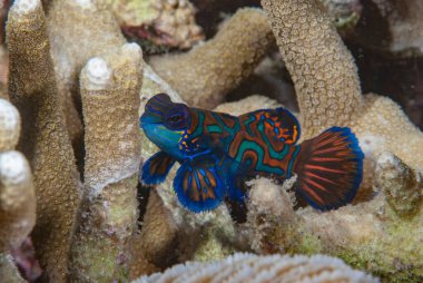 Mandarin Balığı Synchiropus splendidus Endonezya