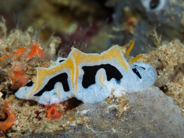 Phyllididae familyasının çıplakları kabarcıkların yokluğundan kolayca anlaşılabilir..