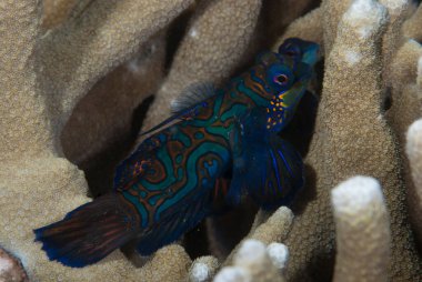 Mandarin Balığı Synchiropus splendidus Endonezya