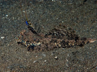 Parmaklı Dragonet Dactylopus Dactylopus