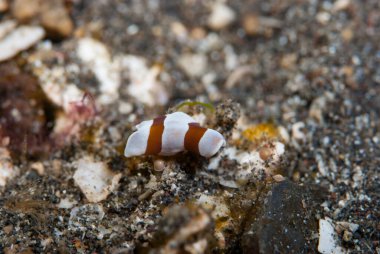 Worm - Family Convolutidae Acoela tarikatının bir üyesi