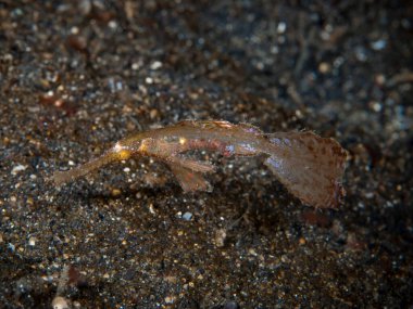 Sağlam Hayalet Boru Balığı Solenostomus siyanopterus