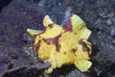 Kurbağa balığı kamuflaj sanatında ustalaştı. Boyalı kurbağa balıkları avlarının yeterince yaklaşmasını beklerken taklit yaparlar..