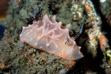 Halgerda batangas Çıplak Endonezya