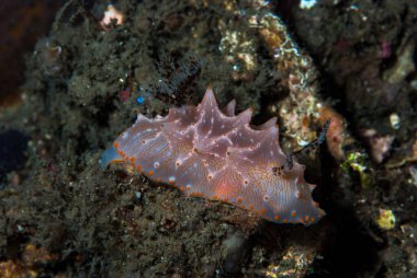 Halgerda batangas Çıplak Endonezya