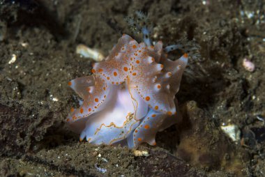 Halgerda batangas Çıplak Endonezya