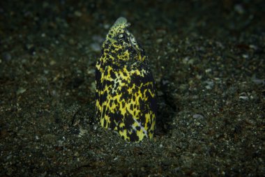 Marled Snake Eel (Callechelys marmorata)