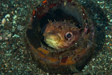 Orbiküler Burrfish Ciclychthys orbicularis