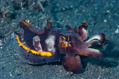 Gösterişli Mürekkep Balığı Metasepia pfefferi