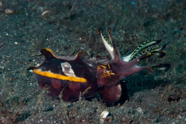 Gösterişli Mürekkep Balığı Metasepia pfefferi