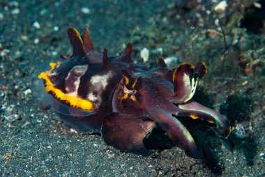 Parlak mürekkep balığı (Metasepia pfefferi) özellikle siyah kum bölgesinde yaygındır.