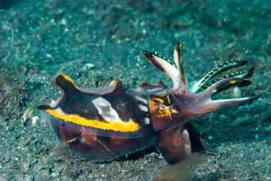 Gösterişli Mürekkep Balığı Metasepia pfefferi