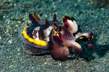 Gösterişli Mürekkep Balığı Metasepia pfefferi