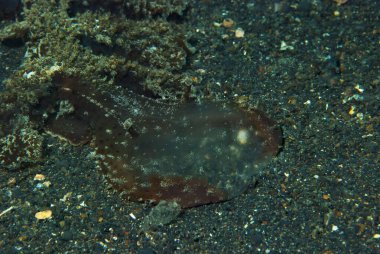 Melibe viridis Çıplaklık Endonezya