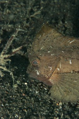 Dikenli Yaban Arısı Balığı Ablaby 'ler macracanthus