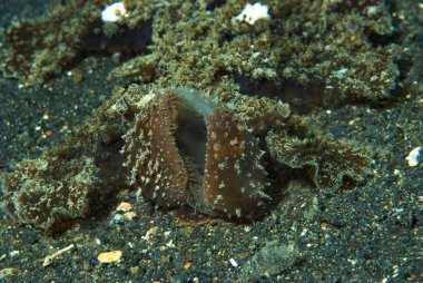 Melibe viridis Çıplaklık Endonezya