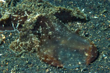 Melibe viridis Çıplaklık Endonezya