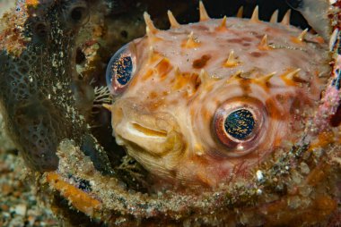 Orbiküler Burrfish Ciclychthys orbicularis