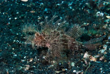 Ambon Akrep Balığı Pteroidichthys amboinensis