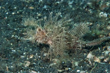 Ambon Akrep Balığı Pteroidichthys amboinensis