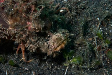 Dikenli Şeytanbalığı Inimicus didactylus