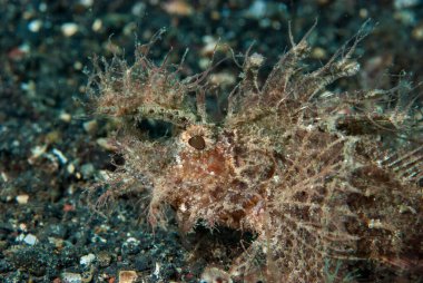 Ambon Akrep Balığı Pteroidichthys amboinensis